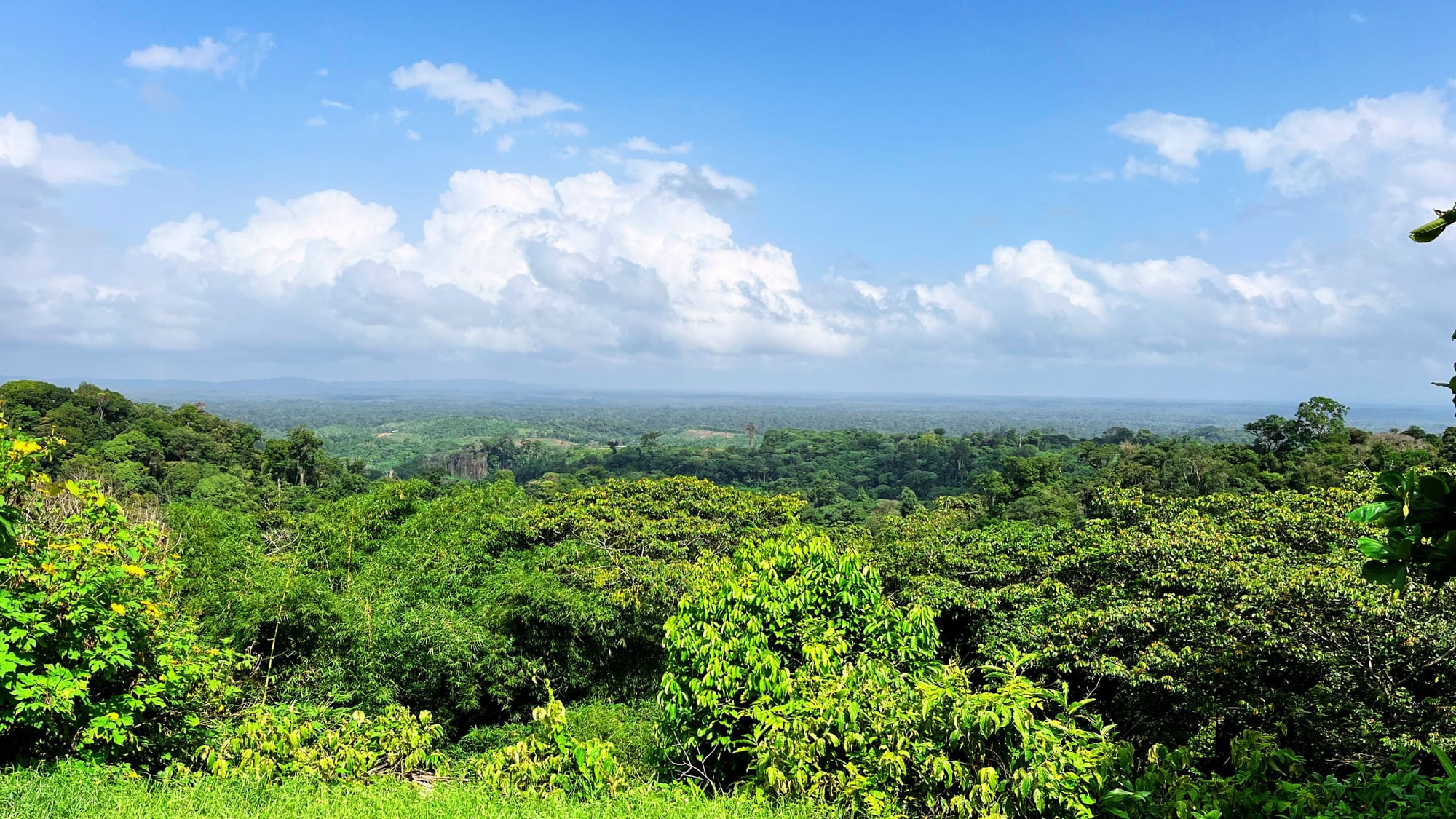 Panoramic view of the jungle of French Guiana. Blue skies and bright green forests.